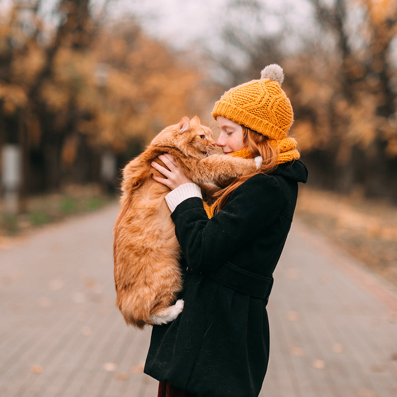 The Ultimate Guide to Cat Care for New Owners